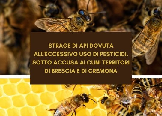 STRAGE DI API  (1).jpg